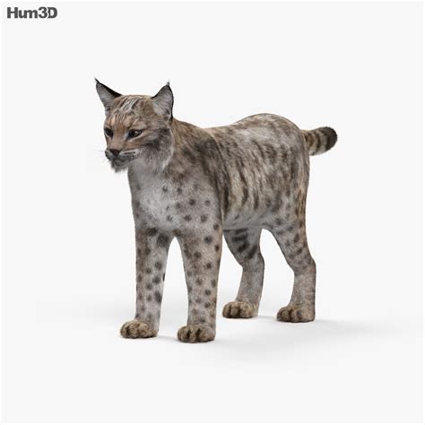 bobcat 3d print files